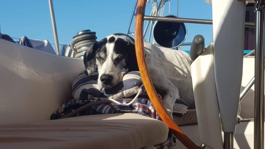 How to Take Your Dog Sailing