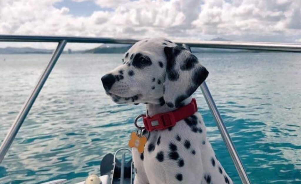 How to Keep Your Dog Cool While Sailing