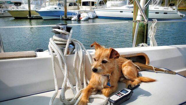 How to Keep Your Dog Cool While Sailing
