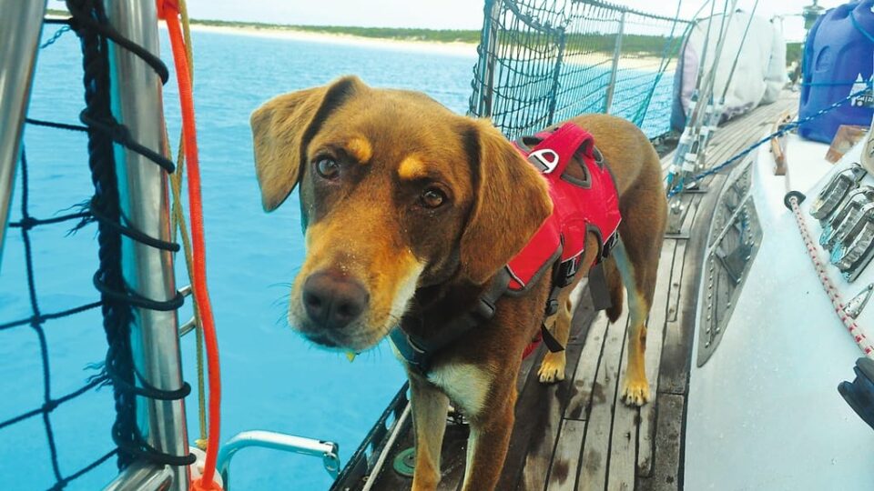 Taking Your Dog Sailing: How-To and Best Tips