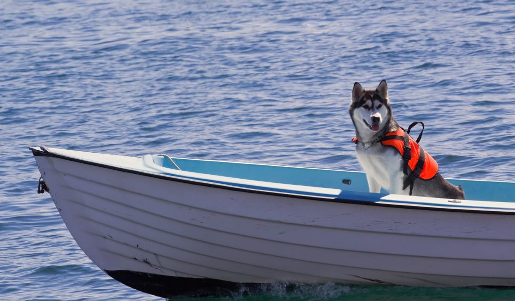 tips to keep your dog cool when sailing